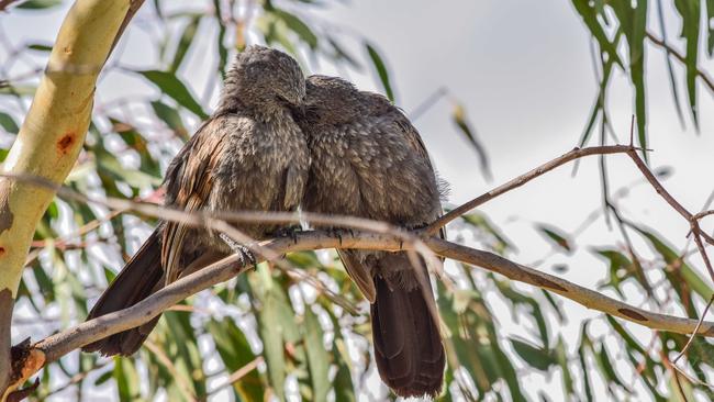 Apostle birds.