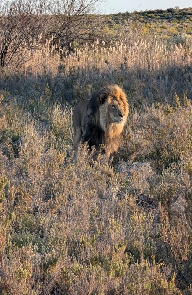 The day trip is for people looking to see the big five (lions, elephants, buffalos, cheetahs and rhinos). Picture: News.com.au