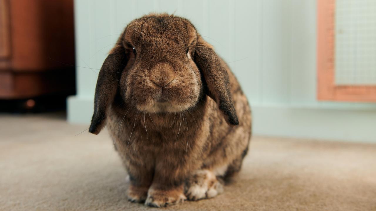 Some of Francine’s favourite things … Alfie the bunny. Picture: Eugene Hyland