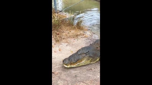 Crocodile attacks out of nowhere | news.com.au — Australia’s leading ...