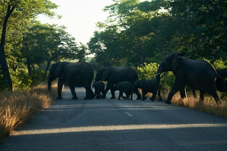 Zimbabwe to cull elephants and distribute meat to people