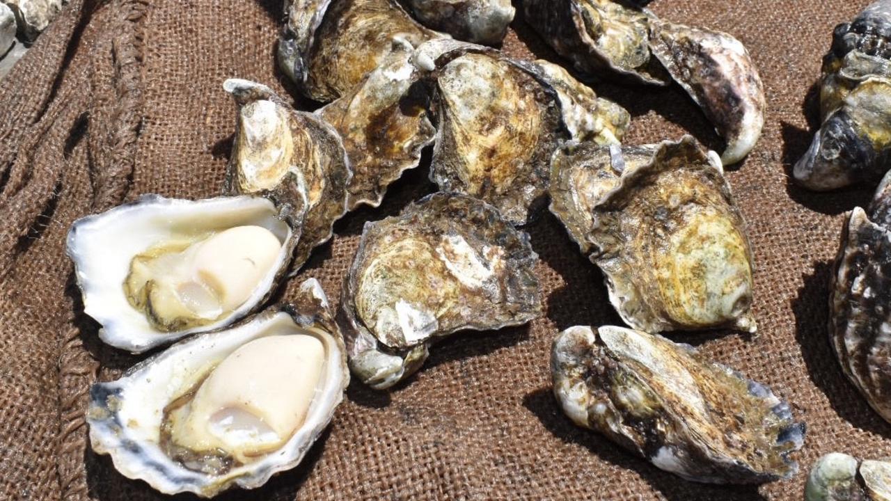 Coffin Bay oysters illness effects widen as more Eyre Peninsula