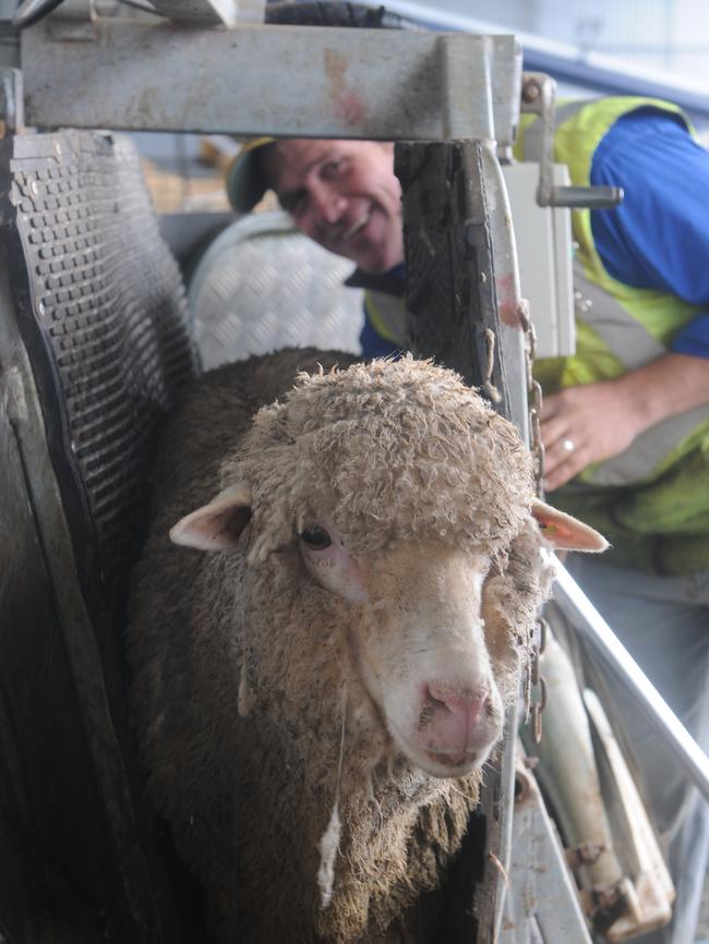 Worth weight: Tuloona Pastoral’s Michael Craig keeps a close eye on the running of his property. Picture: James Wagstaff