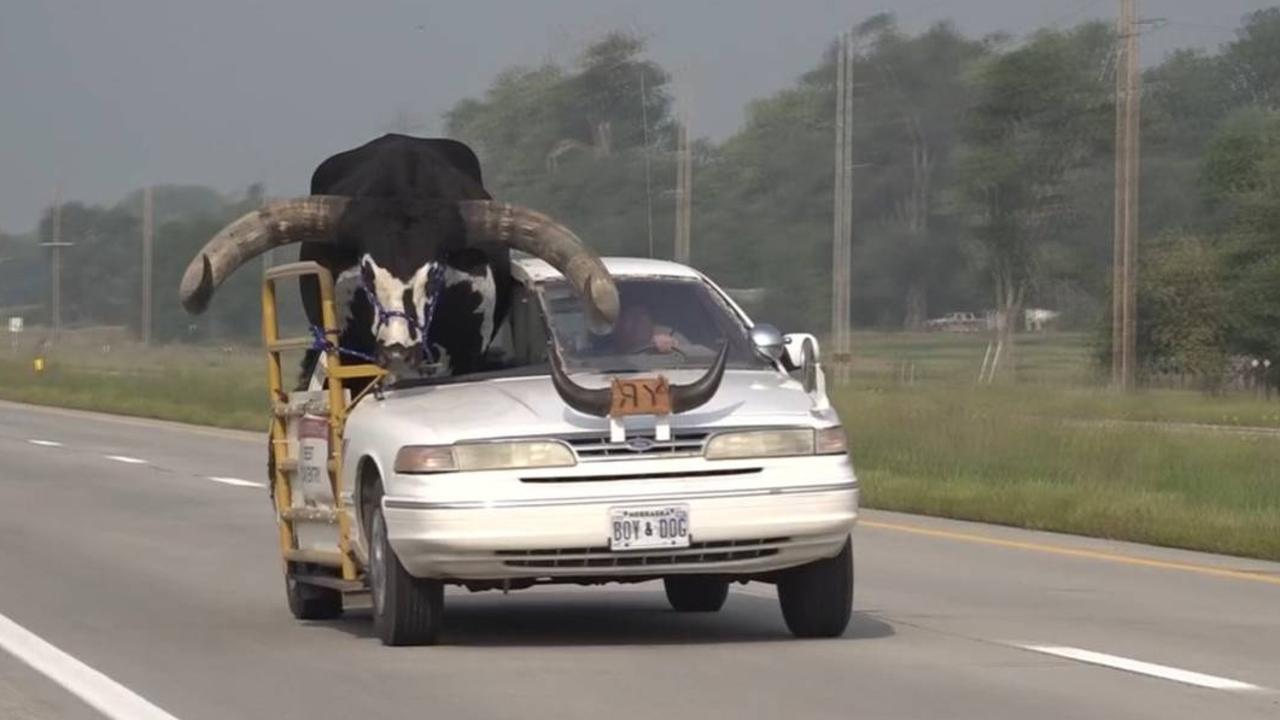 Lee Meyer and his Watusi bull, Howdy Doody, were pulled over by police. Picture: News Channel Nebraska