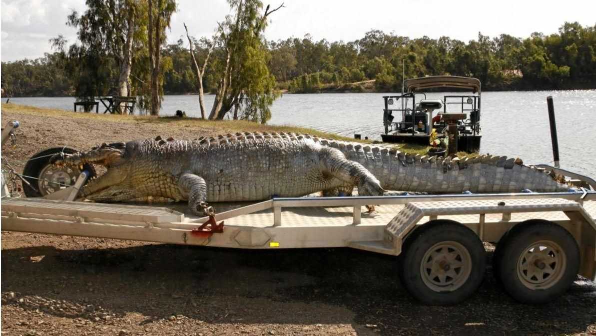 Murder mystery alive: Rocky’s king croc shooter still at large | The ...