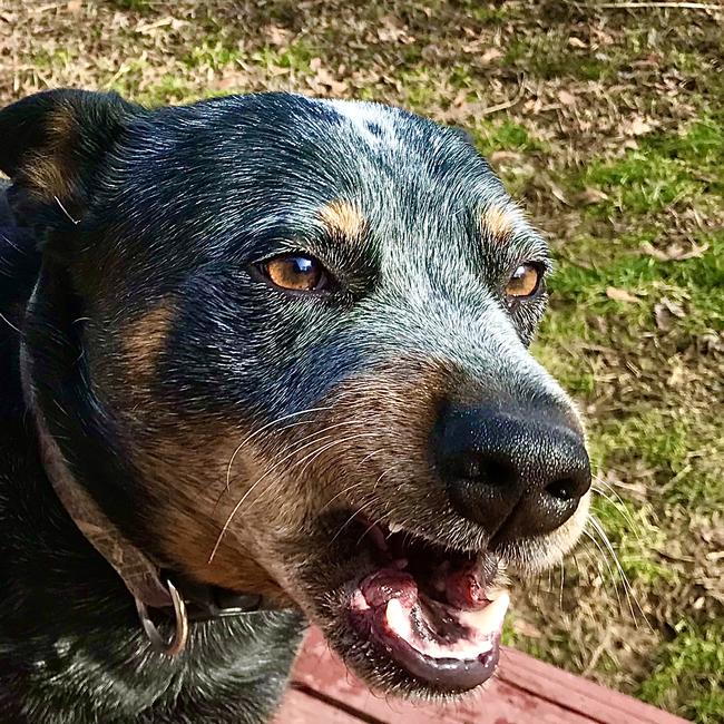 A blue heeler barking. Picture: iStock/Carolyn Sandgren Kempf