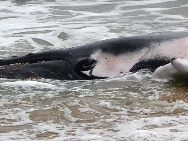A juvenile male is still beached on Saturday morning, June 10, 2017. Vets have taken blood to check for viruses etc. A large crowd is watching again and a crew from Seaworld has also arrived. MUST CREDIT: Bruce Thomas Photography