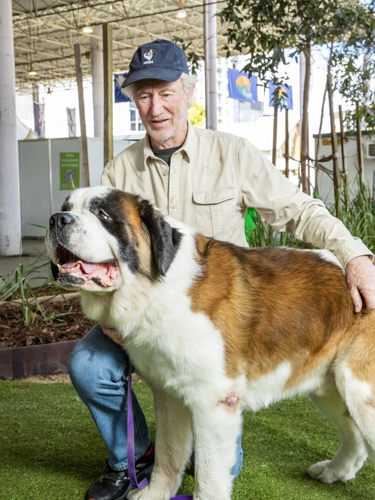 Alan Johnson with Ralph the St Bernard at the Ekka at the RNA Showgrounds in Bowen Hills on Thursday. Picture: Richard Walker