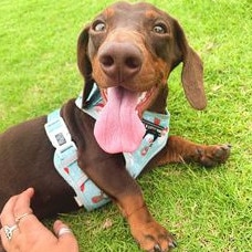 Gold Coast's cutest dogs: Dexter. Submitted by Shay Bronsveld.