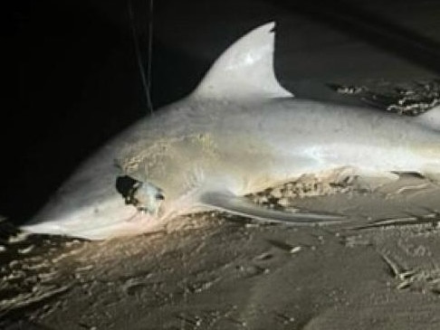 Multiple sightings of sharks have been reported after a bull shark was hooked and released at the Maroochydore river mouth in February. Photo: Dorsal Watch.