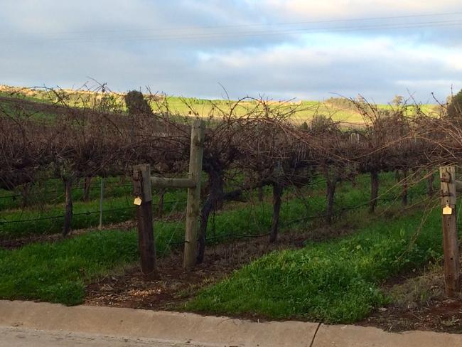 The average age of the vines at Sevenhill are around 40 years old.