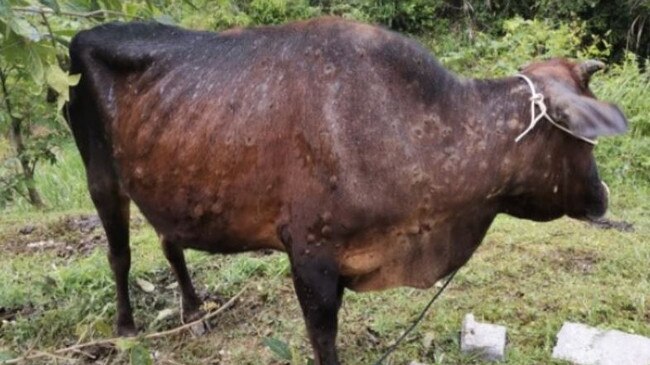 Cattle with lumpy skin disease show lesions on their skin and production losses .