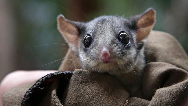 Pressure is mounting on the federal government to the review protection of Victoria’s leadbeater’s possum. Picture: Hamish Blair