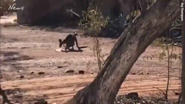 Kangaroo eating cardboard in Lightning Ridge