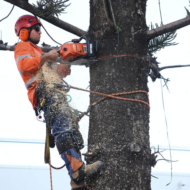 The trees will be gone by Friday, weather permitting. Picture: Glenn Hampson