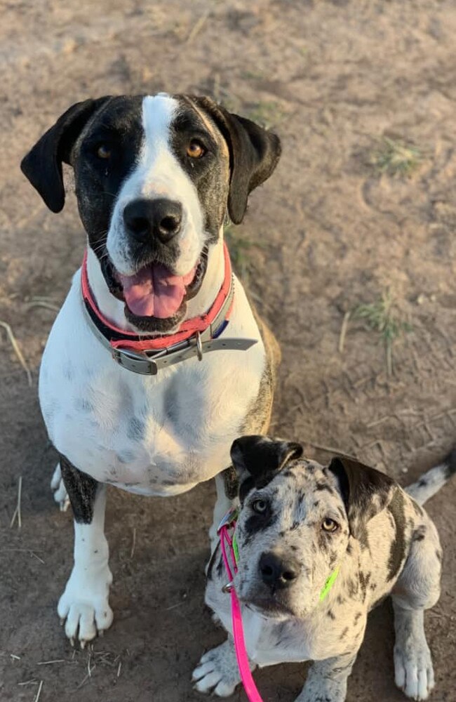 Ipswich Cutest Dog Competition 2022: Ellie Reily's dogs.