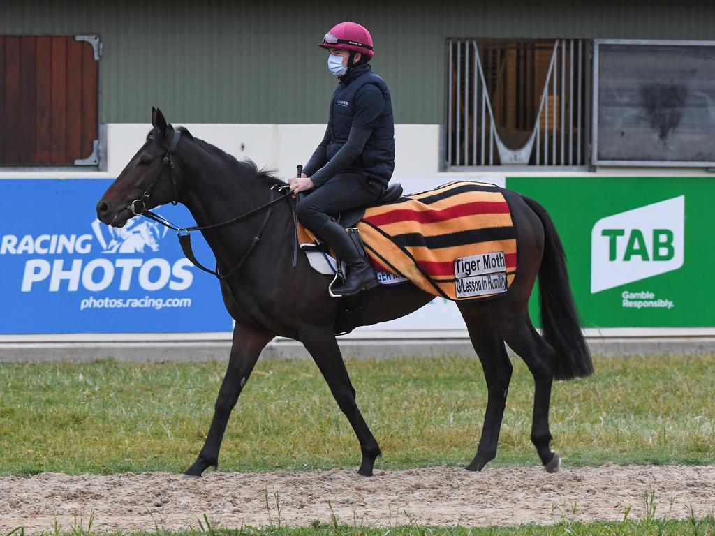 Tiger Moth before galloping during trackwork at Werribee Racecourse.