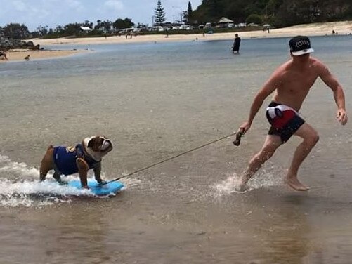 Sergeant, a 4-year-old bulldog from the Gold Coast, is a social media star. @sgt_bulldog