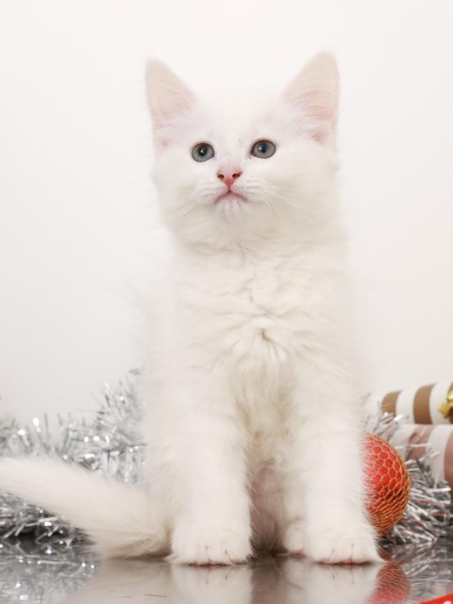 Cotton is a 10-week-old female kitten.