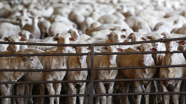 The MV Bahijah has up to 15,000 sheep and about 2000 cattle on board. Picture: The Australian