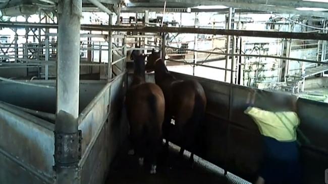 The program revealed the mass slaughter of racehorses.