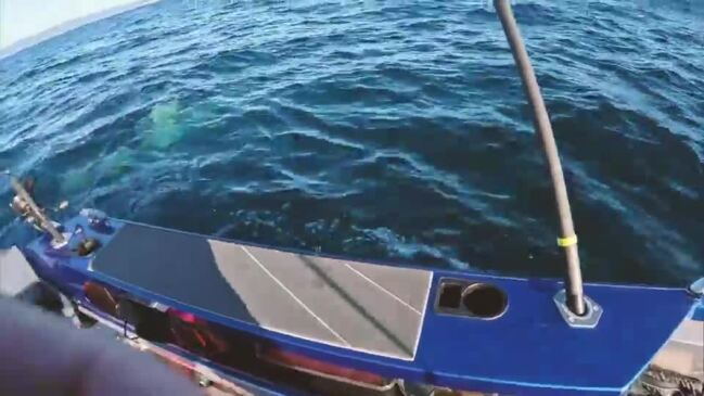 'Holy smoke, he is massive!' Great white encounter off Gold Coast (Rodney Pacitti)