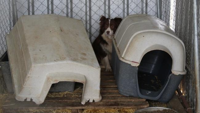 Kerrie Fitzpatrick was found guilty of multiple counts of animal cruelty. Photo: RSPCA