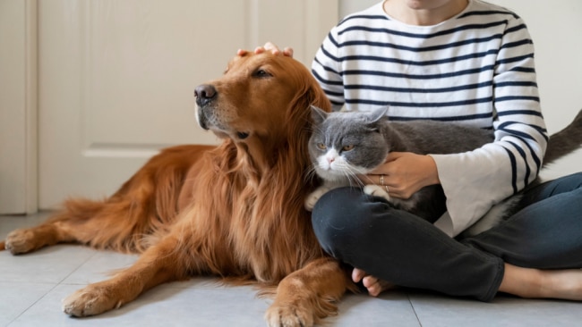can a cat help a dog with separation anxiety