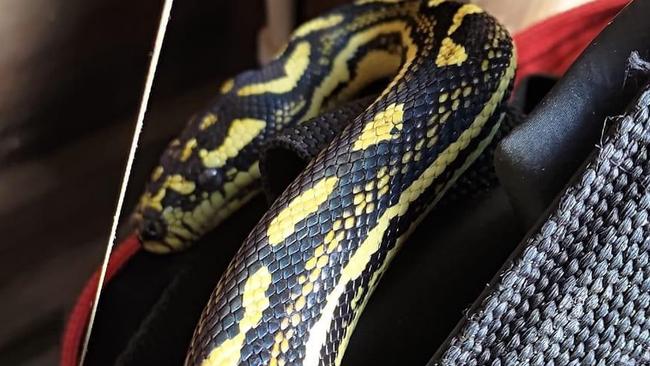 Shaz Sheppard found this Jungle Python in her garage. Photo: Shaz Sheppard