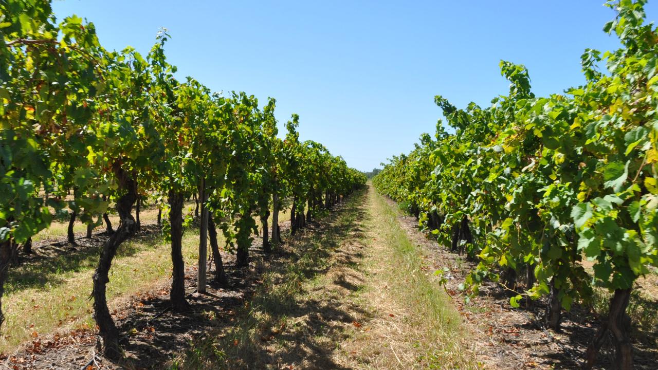 The toll on Australian grapes after successive tough seasons