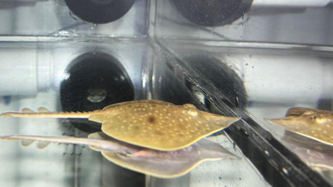 A baby Maugean skate has been hatched for the first time in captivity.