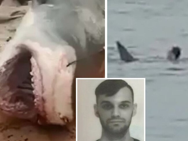 Shark beaten to death after tourist killed
