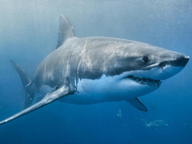 If a shark attacks, aim for its eyes or gills.