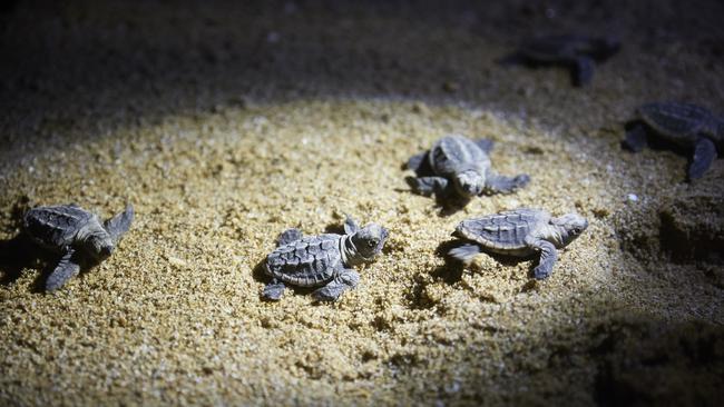 The proposed development is near beaches renowned for being significant turtle nesting sites. Picture: File