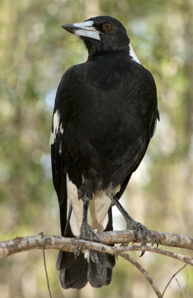 Magpie season heads to the Gold Coast