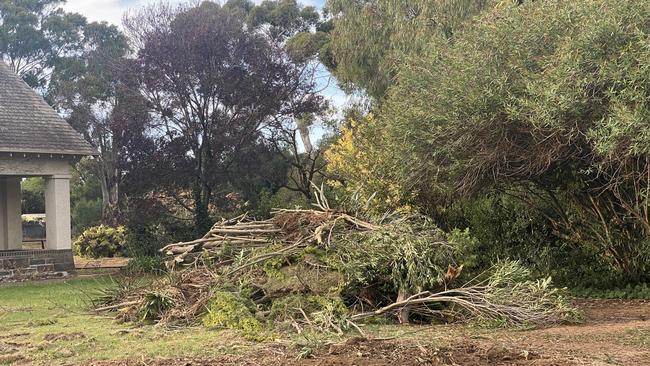 A number of destroyed trees on the property. Picture: Patrick James