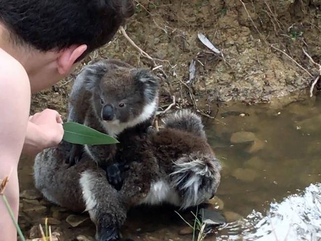 The mother and joey were hanging by the creek when Meagan and her son found them. Picture: Meagan Pfitzner / Caters News P