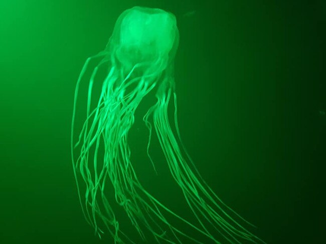 Horror detail as teen killed by box jellyfish