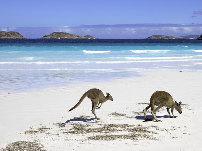 Kangaroo family on the beach of Lucky bay, Esperance, Western Australiasavvy 3rd of january 2023Escape hotlistsimage from istock