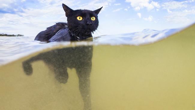 Nathan the swimming cat, beloved pet and Instagram star.