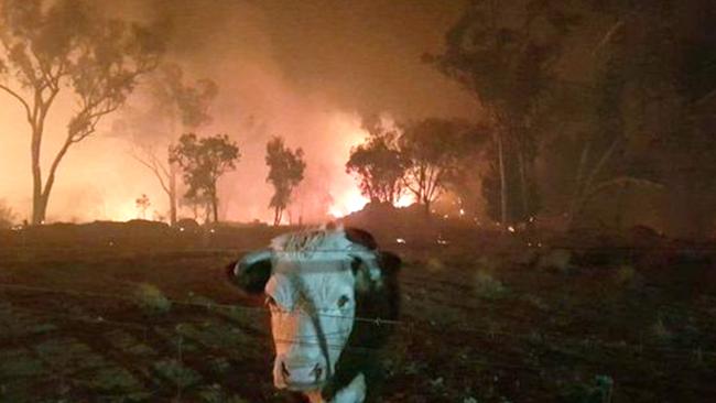 The bushfires burning through the Gold Coast Hinterland and Beechmont in 2019.