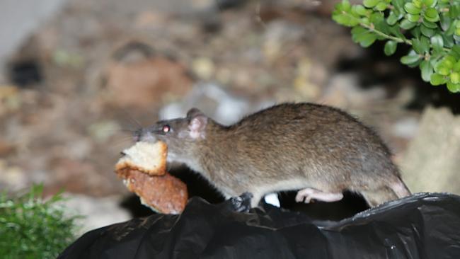 Rats have been seen scurrying around gardens at Goodlet St, Surry Hills, chewing open garbage bags and escaping with food scraps. Picture: Bill Hearne