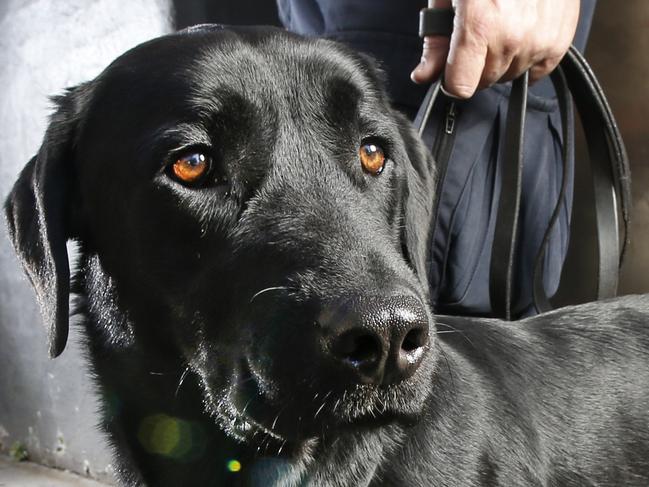Police are unleashing dogs on nightclubbers to weed out drugs from Melbourne's nightlife scene. Police are also hiding in alleyways and side streets ready to pounce on those jumping from lines to avoid being caught. Narcotics Detection Dog 'Xeven' with his handler (can't ID) ready to pounce in the back alleys.    Picture: David Caird