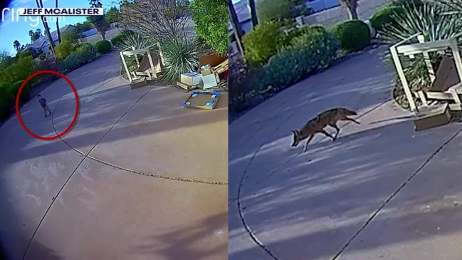 Camera captures moments leading up to coyote’s attack on Scottsdale child