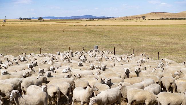 Demand is likely to become more evident for first-cross ewes. Picture: Zoe Phillips