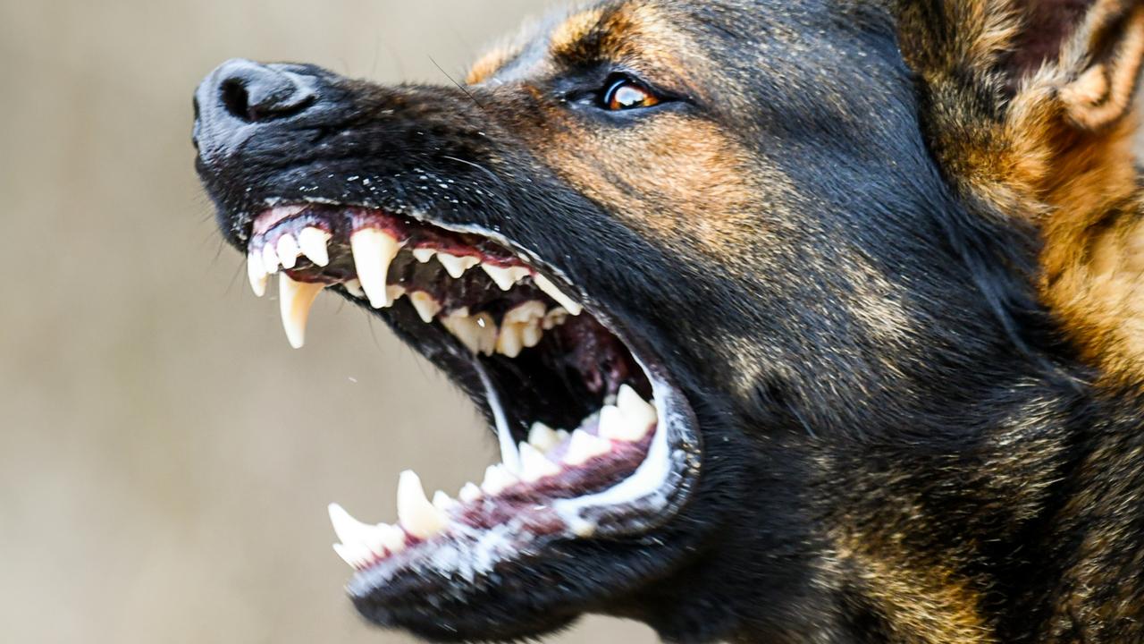 NSW dog attacks 2021: Graphic uncovers how many incidents occur in your ...