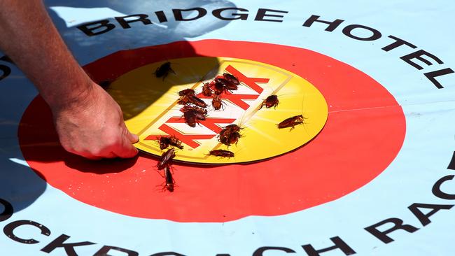 Australia Day cockroach racing at The Story Bridge Hotel. Picture: David Clark