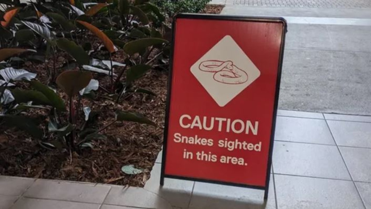 Brisbane Airport snake warning signs an unwelcome surprise for visitors ...