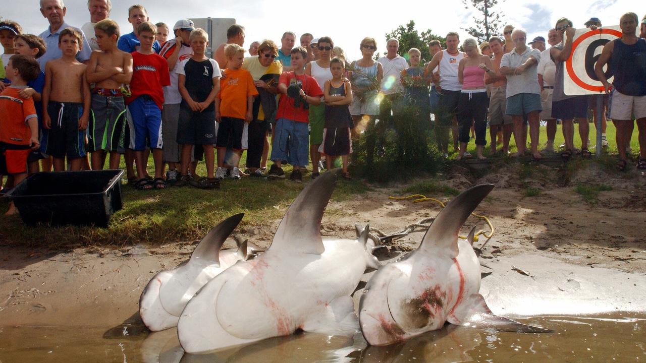 Gold Coasters check out three bull sharks retrieved from Lake Burleigh after a fatal shark attack.