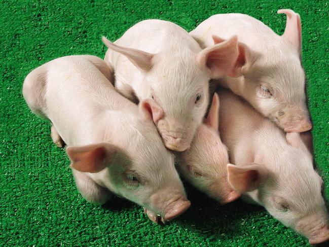 Five cloned piglets Noel, Angel, Star, Joy and Mary. First pigs engineered lacking gene producing 1-3 galactosyl transferase enzyme causing organ rejection in humans in xenotransplantation. missing transplant/Pigs